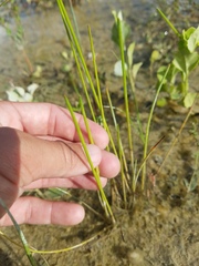Eleocharis interstincta