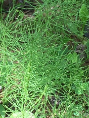 Equisetum arvense image