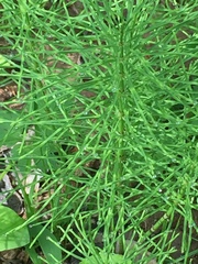 Equisetum arvense image