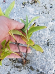 Ludwigia peruviana image