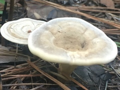Microporellus dealbatus