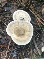 Microporellus dealbatus