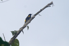 Icterus portoricensis