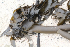 Ecklonia