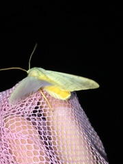 Halysidota tessellaris