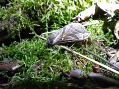 Sthenopis argenteomaculatus