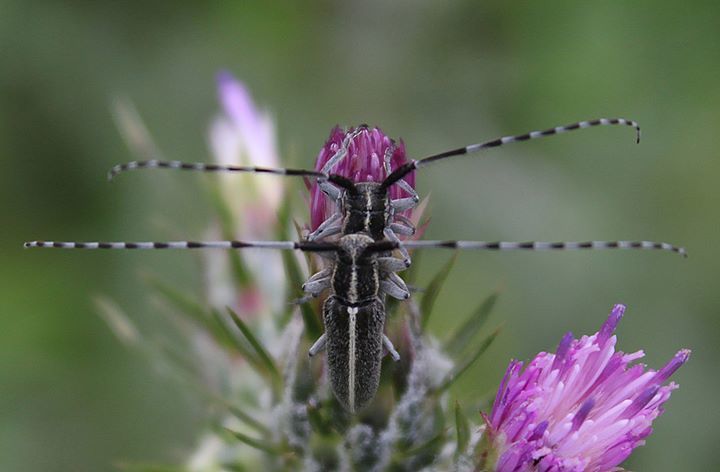 striped thistle longhorn beetle