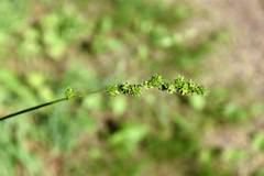 Carex sparganioides