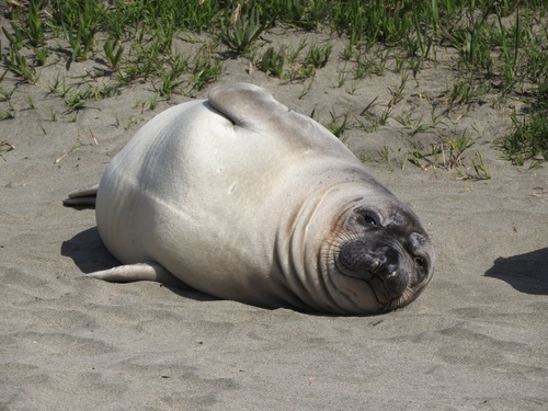 Northern Elephant Seal