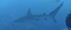 Carcharhinus galapagensis