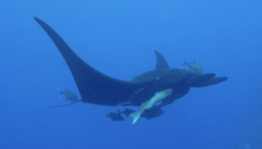 Caranx lugubris