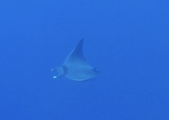 Mobula thurstoni