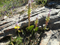 Lachenalia membranacea