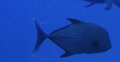 Caranx lugubris