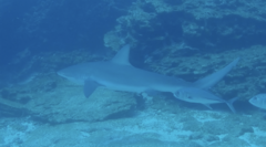 Carcharhinus galapagensis