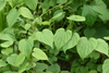 Wild Yam - Photo (c) Mark Kluge, some rights reserved (CC BY-NC), uploaded by Mark Kluge