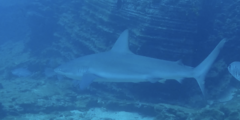 Carcharhinus galapagensis