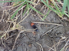 Ampedus rubricollis