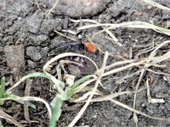 Ampedus rubricollis