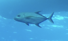 Caranx lugubris