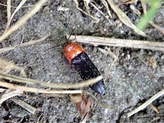 Ampedus rubricollis