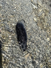 Holothuria atra