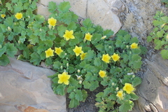 Eucnide bartonioides