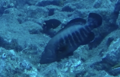 Cephalopholis panamensis