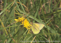 Colias dimera