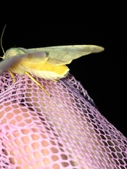 Halysidota tessellaris