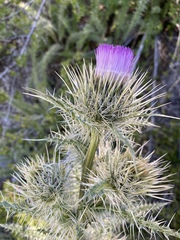 Cirsium eatonii clokeyi