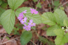 Primula cortusoides