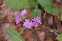 Primula cortusoides