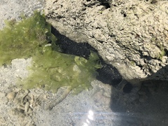 Holothuria atra