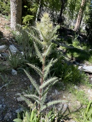 Cirsium eatonii clokeyi
