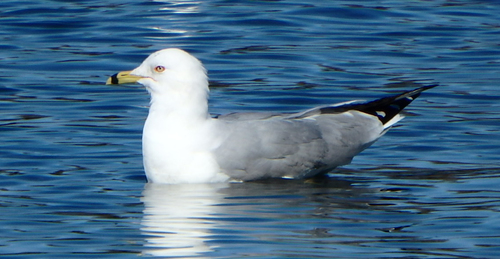 Ring-billed Gull photographed in Virginia