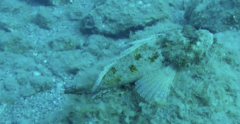 Scorpaena mystes