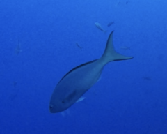 Cephalopholis colonus