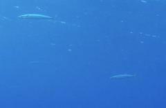 Acanthocybium solandri