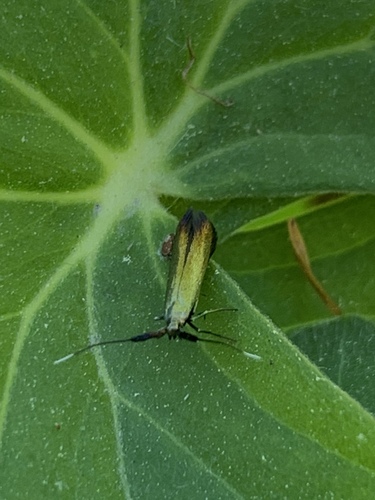 Metallic Coleophora Moth photo 2