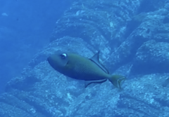 Xanthichthys mento