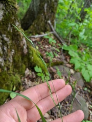 Melica smithii