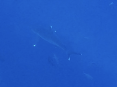Carcharhinus albimarginatus