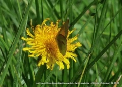 Colias dimera