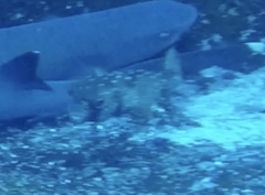 Chilomycterus reticulatus