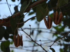 Aristolochia taliscana