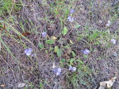Phacelia divaricata