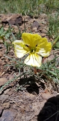 Oenothera flava