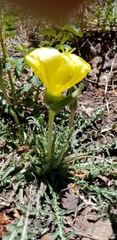 Oenothera flava