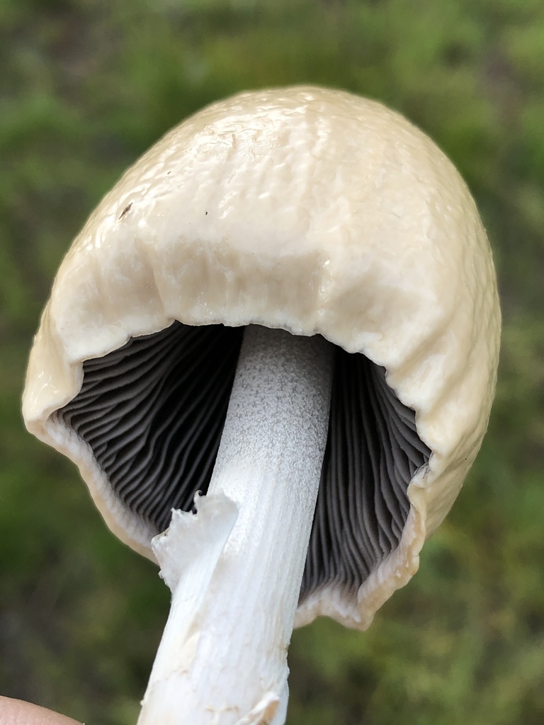 Shiny Mottlegill
